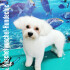 Logo Hundesalon Kuschelwuschel-Hundechic