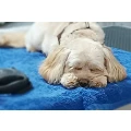 Hundesalon Kuschelwuschel-Hundechic Erfurt