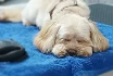 Logo Hundesalon Kuschelwuschel-Hundechic