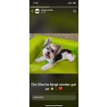 Hundesalon Lucky H&ouml;chst