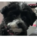 Hundesalon Nadja Wei&szlig; Karlsdorf-Neuthard