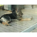 Hundesalon Nelly Hundesalon Usingen