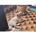 Hundesalon Pfifikus Hundesalon Karlsruhe