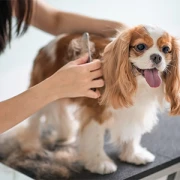 Hundesalon, Pfötchen-Treff Hundepflege Oberdachstetten