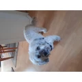 Hundesalon Pf&ouml;tchenmobil Halle