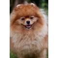 Hundesalon Pfotentreff Karlsruhe