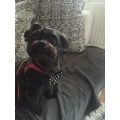 Hundesalon Picobello Zwickau