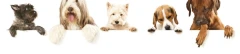 Logo Hundesalon Regine