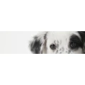 Logo Hundesalon Ringleb Inh. Therese Ringleb