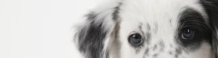 Logo Hundesalon Ringleb Inh. Therese Ringleb
