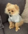 Logo Hundesalon Rosemann