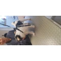 Hundesalon Schicke Schnauzen Herten