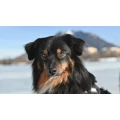 Hundesalon Sigrid's trimmen scheren schneiden Sonthofen