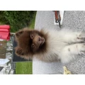 Hundesalon Tamy Oberhausen