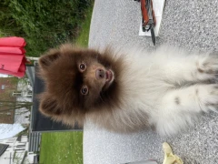 Hundesalon Tamy Oberhausen