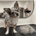 Hundesalon Verena Glosowitz W&uuml;lfrath
