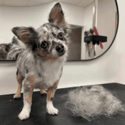 Hundesalon Verena Glosowitz Wülfrath
