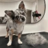 Logo Hundesalon Verena Glosowitz