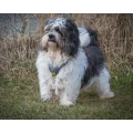 Hundesalon Wuff Wuff Hannover