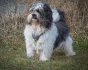 Logo Hundesalon Wuff Wuff