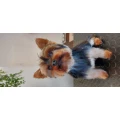 Hundesalon Bad T&ouml;lz