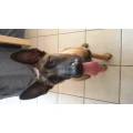 Hundeschule ALPHA DOG | Holger Langlotz Br&uuml;hl, Baden