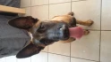 Logo Hundeschule ALPHA DOG | Holger Langlotz