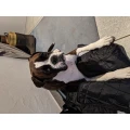 Hundeschule Barbara Schloe&szlig;er Neuweiler