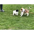 Hundeschule Best Friends Bielefeld