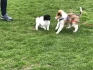 Logo Hundeschule Best Friends