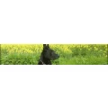Logo Hundeschule Buddy