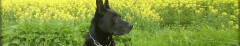 Logo Hundeschule Buddy Brigitte Blum