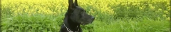 Logo Hundeschule Buddy Brigitte Blum