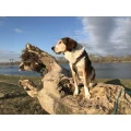 Hundeschule Canidus Krefeld