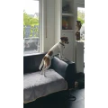 Hundeschule - das positive Training N&uuml;rnberg