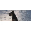 Logo Hundeschule Erbach