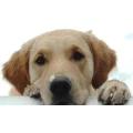 Logo Hundeschule Fairness
