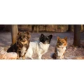 Logo Hundeschule Kleine Hunde Ganz Gro&szlig;
