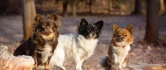 Logo Hundeschule Kleine Hunde Ganz Groß