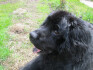 Logo Hundeschule Martens Jochen