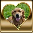 Logo Hundeschule mit Herz Inh. Heike Bethge