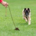 Hundeschule Pfotenreich Gie&szlig;en