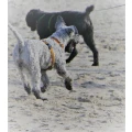 Hundeschule "Pfotenteam" Stadtprozelten