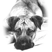 Logo Hundeschule Prinz