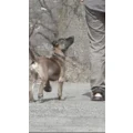 Logo Hundeschule Qu&eacute; tal Inh. Yvonne Albrecht
