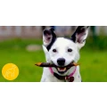 Logo Hundeschule Rita Kampmann