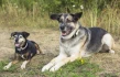 Logo Hundeschule sitzplatzfuss