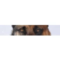 Logo Hundeschule S&uuml;dwest Maria H&ouml;rmann