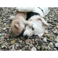 Hundeschule Teamdogs Inh. Janet von Tryller Nordstemmen