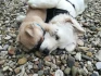 Logo Hundeschule Teamdogs Inh. Janet von Tryller